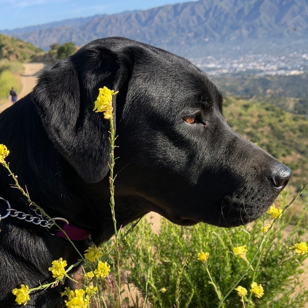 Meet your Posher, Laura